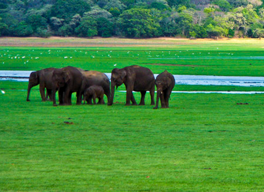 Halal Tours Sri Lanka