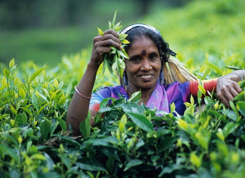 Halal Tours Sri Lanka