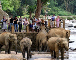 Pinnawala Elephant Orphanage