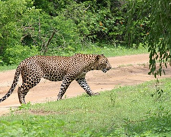 yala safari